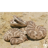 گونه افعی قفقازی Caucasian Pit Viper